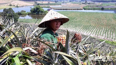 Dứa nhanh hỏng khiến bà con nông dân càng không mặn mà việc thu hoạch. Hiện ở Hà Nội, nhiều đợt giải cứu dứa đang diễn ra để trợ giúp bà con nông dân. Ảnh: Infonet.