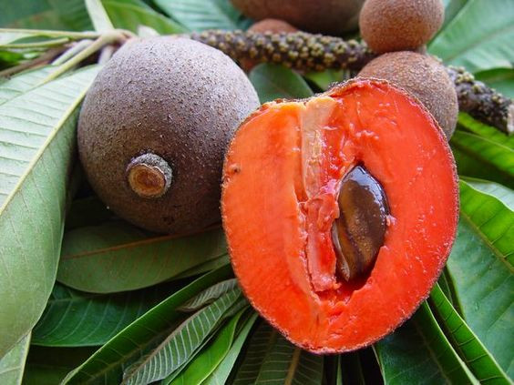 Loại trái cây này có nguồn gốc từ Thái Lan với trọng lượng mỗi quả có thể lên tới 2kg. Ảnh: Blogspot.