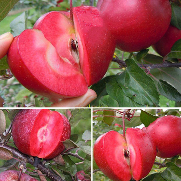 Táo ruột đỏ Redlove được tạo ra bằng cách thụ phấn và ghép. Ảnh: Khuvuonmini.