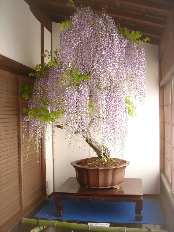 Bonsai hoa tử đằng với những chùm hoa dài rủ xuống màu tím nhạt đẹp đến nao lòng.