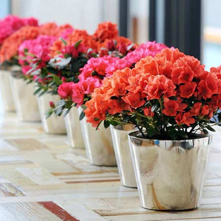 Bạn nên trồng hoa đỗ quyên trong những chậu đáy to để cây dễ thoát nước. Để cây ra hoa nhiều, nên trộn đất với mùn của các loại lá cây họ thông, tùng, mục. Ảnh: Hoatetdep.