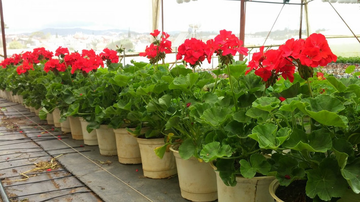 Phong lữ thảo có nhiều màu sắc khác nhau, đem lại vẻ đẹp rực rỡ cho mùa đông giá lạnh. Ảnh: Coccocdalat.