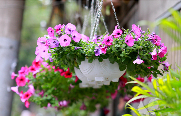 Dạ yến thảo là loài hoa đẹp quen thuộc với nhiều màu sắc như hồng, tím, trắng... Loài hoa này rất thích hợp trồng mùa đông để trang trí ban công. Ảnh: Hoadepviet.