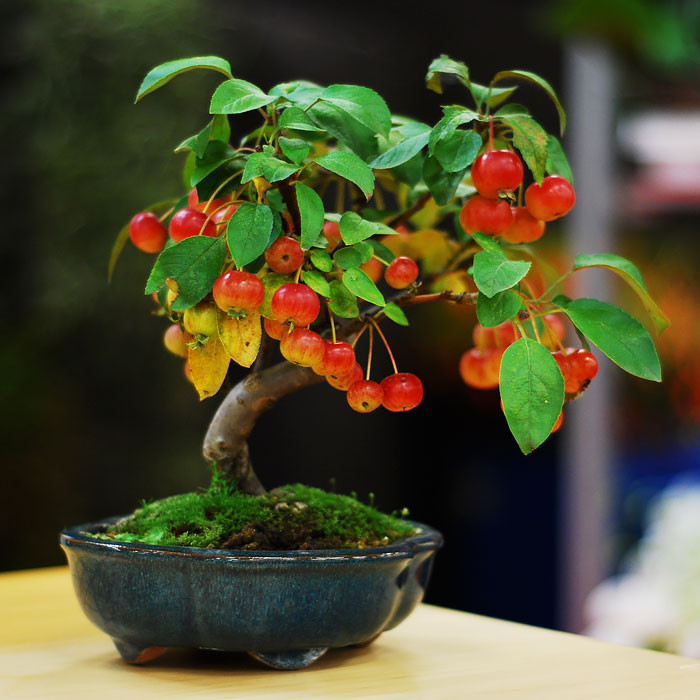 Bonsai cherry lạ mắt.