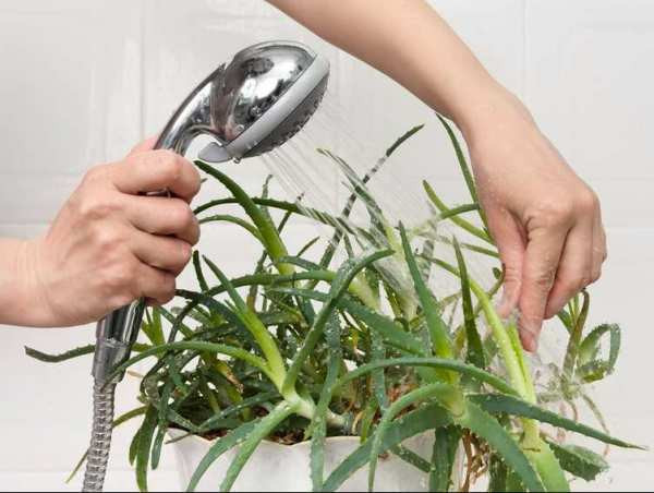 Bạn có thể đặt một chậu nha đam nho nhỏ gần bồn tắm, trên bậc cửa sổ, trong góc phòng, trên kệ hoặc treo lên tường. Ảnh: Marryliving.