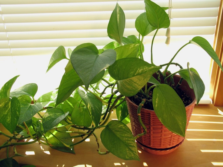 Tương tự như cây lưỡi hổ, trầu bà không cần nhiều đến ánh sáng mặt trời mà vẫn có thể phát triển xanh tốt.