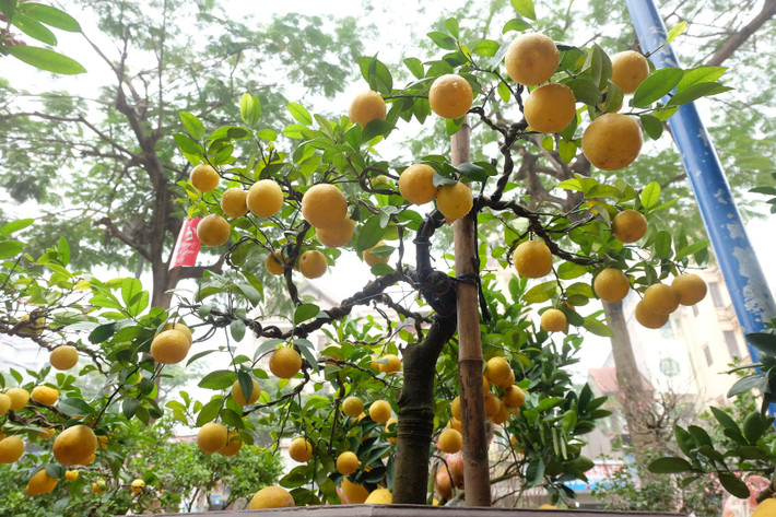 Những ngày này, trên đường Lạc Long Quân (Hà Nội), nhiều người không khỏi tò mò xen lẫn thích thú khi nhìn thấy những chậu chanh vàng ươm, sai trĩu quả được lên chậu cảnh bắt mắt.