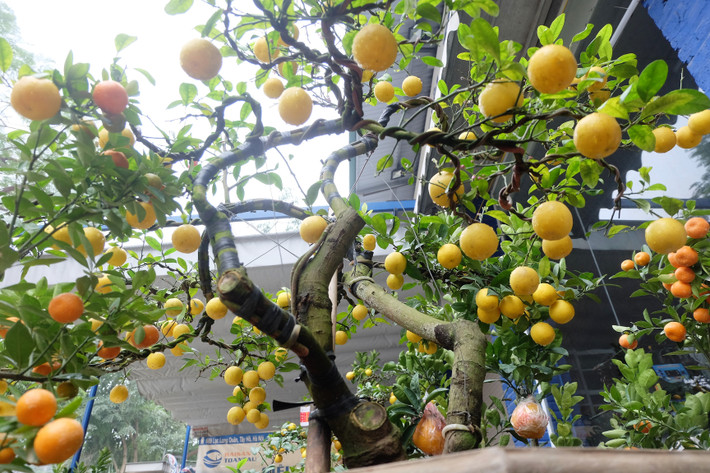 So với các giống chanh thông thường, chanh phú quý có ưu điểm trái to, căng mọng, khi chín quả vàng ươm, mùi thơm đặc biệt dễ chịu.