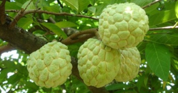 Giống na này được trồng ở huyện Mai Sơn (tỉnh Sơn La), là giống na mới xuất hiện tại Việt Nam. Hiện, tại Mai Sơn, loại na này cắt tại vườn có giá 90.000 – 100.000 đồng/kg. Tại Hà Nội, loại na “khủng” này có giá 130.000 – 150.000 đồng/kg. Ảnh: kỹ thuật nuôi trồng.