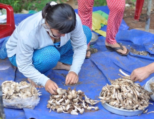 Với nhiều người, nấm mối được xem là “lộc trời” bởi nếu may mắn, người “săn” nấm có thể kiếm được cả tiền triệu mỗi ngày. Ảnh: Blogspot.