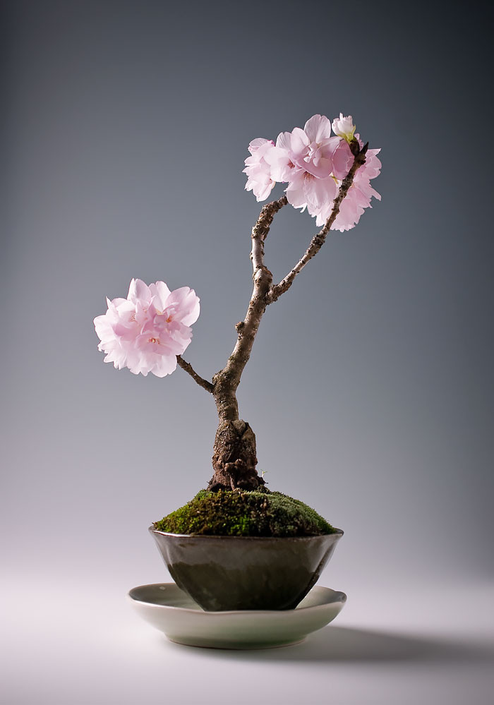 Bonsai hoa anh đào - loài hoa biểu tượng của đất nước mặt trời mọc.
