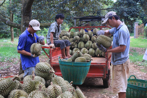 Vựa trái cây Cái Mơn thu hút du khách với đủ các loại cây trái ngon ngọt từ sầu riêng đến chôm chôm, xoài... Ảnh: Gody.