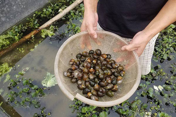 Theo ông Tiên, thức ăn nuôi ốc bươu đen hoàn toàn là bèo tấm, lá cây, rau, củ quả thả nổi trên mặt nước nên dễ kiếm, chi phí đầu tư không đáng kể. Ảnh: Tepbac.