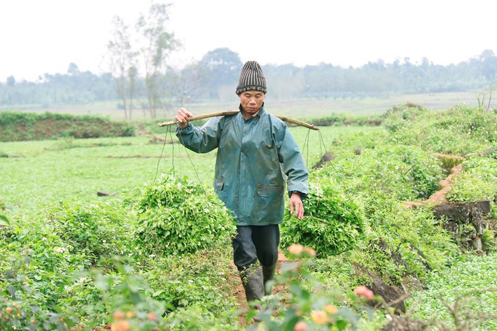 Trung bình mỗi sào rau liệt 500m2 người dân có thể thu lãi 25-30 triệu đồng. Ảnh: Rauliet.