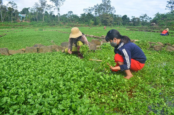 Mùa rau liệt thường bắt đầu từ tháng 9 âm lịch hàng năm và kéo dài khoảng 4-5 tháng. Ảnh: Trongraulamvuon.