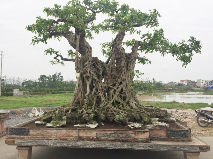 Nhiều cây cảnh cổ tuyệt đẹp gây chú ý với bộ rễ mọc trên đá độc đáo. Tác phẩm Kỳ lân mộc thạch của ông Phạm Lân ở Thanh Trì, Hà Nội là một ví dụ.
