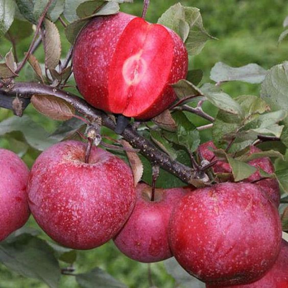 Giống táo kỳ lạ có ruột đỏ tên Redlove hay Redlove Era được tạo ra bằng cách thụ phấn chéo và ghép. Giống táo này độc đáo ở chỗ ruột của nó có màu đỏ và màu đỏ ấy vẫn giữ nguyên ngay cả khi được nấu chín. Ảnh: Cungcaphatgiong.