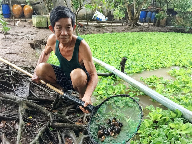 Ông Lê Hoàng Thanh trú tại ấp Mỹ Thuận, xã Mỹ Khánh, huyện Phong Điền, TP Cần Thơ thả nuôi ốc bươu đen (ốc nhồi) thương phẩm rất trên diện tích 1.000m2 mặt nước. Ảnh: Hoinongdan.