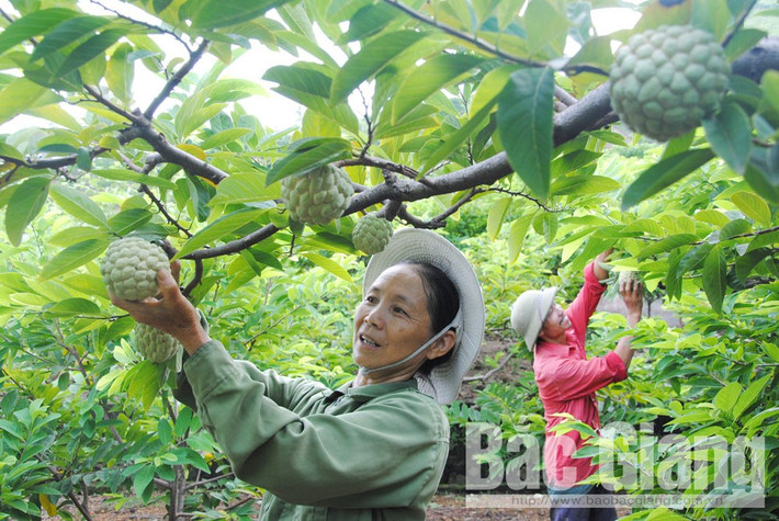 Thời điểm này, huyện Lục Nam, tỉnh Bắc Giang bắt đầu vào vụ thu hoạch na. Ảnh: Báo Bắc Giang.