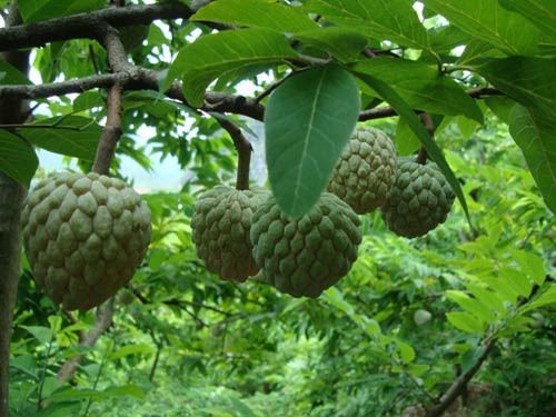 Huyện Lục Nam có hơn 1,7 nghìn ha trồng na. Ảnh: Vietq.