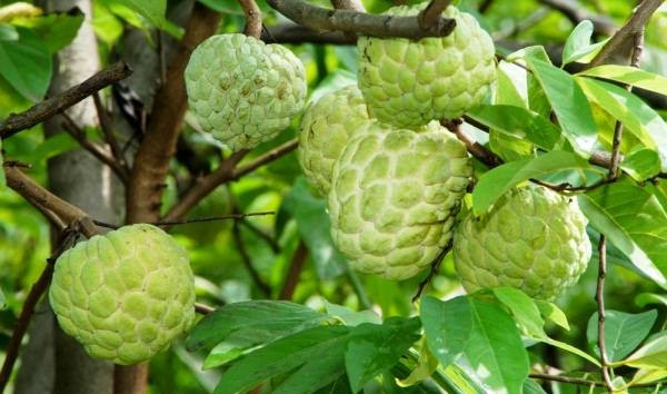 Nhiều vườn na trong huyện Lục Nam áp dụng kỹ thuật chăm sóc theo tiêu chuẩn VietGAP để nâng chất lượng sản phẩm. Ảnh: Yeutre.