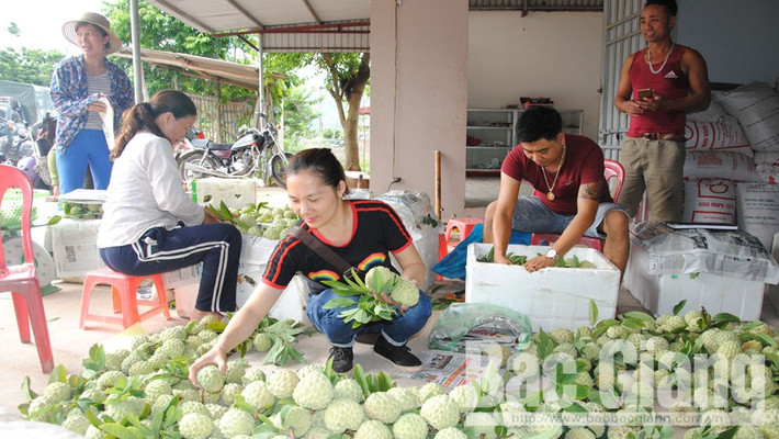 Đây cũng là thời điểm các chợ na ở huyện Lục Nam bắt đầu nhộn nhịp. Ảnh: Báo Bắc Giang.