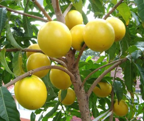 Đặc biệt, giống vú sữa vàng này chỉ có 1 hạt ở bên trong, ăn có vị ngọt thanh. Ảnh: Thichtrongcay.
