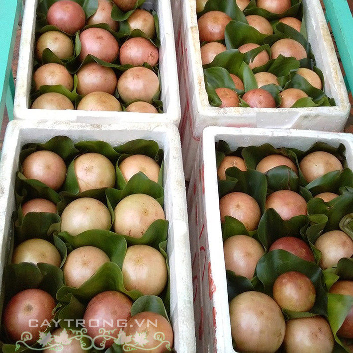 Chính vì vậy, vú sữa bơ hồng có giá luôn ở mức cao từ 40.000 - 50.000 đồng/kg, gấp đôi các loại vú sữa khác. Ảnh: Caytrong.