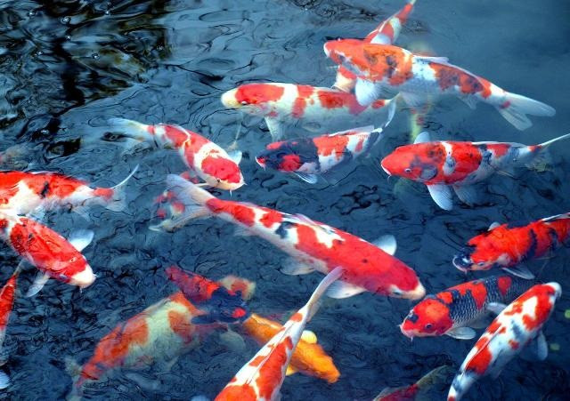 Trong khi đó, cá chép Koi - loài cá may mắn của người Nhật - có giá lên tới hàng trăm triệu đồng mỗi con. Ảnh: Lamcanh.