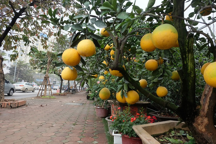Gần đến Tết, thị trường hoa, cây cảnh bắt đầu nhộn nhịp, sôi động. Nhà vườn từ nhiều nơi như Hoài Đức, Diễn (Hà Nội), Văn Giang (Hưng Yên)... bắt đầu đổ về Hà Nội, trưng những loại cây cảnh độc đáo nhất dịp Tết 2018. Trên các con phố như Trần Thái Tông, Lạc Long Quân, Hoàng Hoa Thám... những chậu bưởi cảnh vàng óng nhanh chóng thu hút sự chú ý của người đi đường.