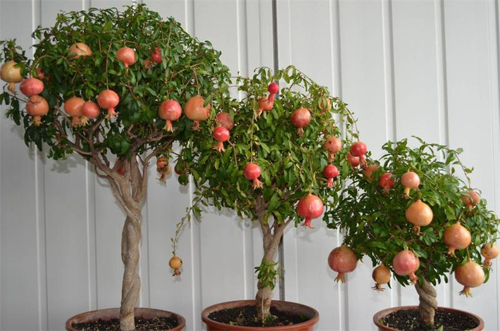 Bên cạnh đó, cây thạch lựu cũng là một loại cây cảnh đẹp và dễ trồng trong nhà, vừa có giá trị thẩm mỹ lại vừa có giá trị sử dụng nên rất được yêu thích. Ảnh: Planthouse.