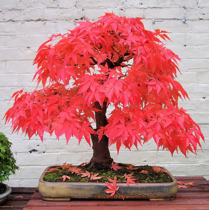 Bonsai phong lá đỏ Nhật Bản.