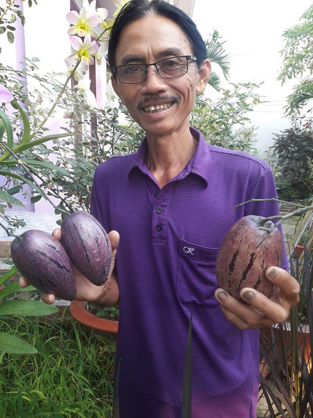 Giống dưa pepino tím độc đáo này có màu sắc đẹp mắt, vị ngọt đậm và mùi thơm rất dễ chịu. Ảnh: Mediacdn.