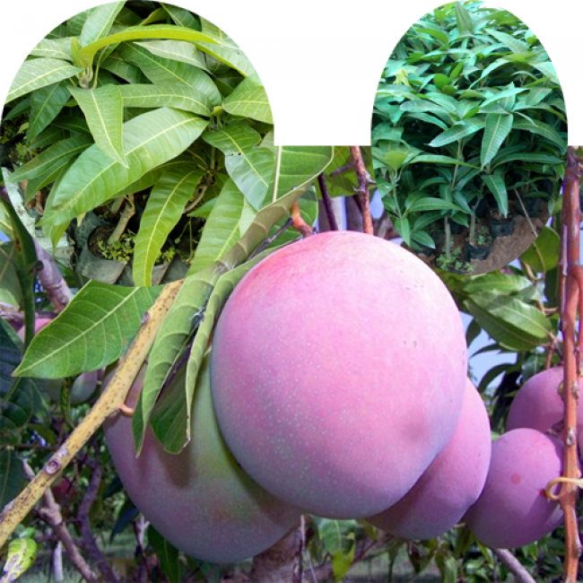 Một quả xoài tím khi chín có thể đạt trọng lượng từ 0,8kg - 1,3kg/quả. Ảnh: Giongcaytrongmientay.