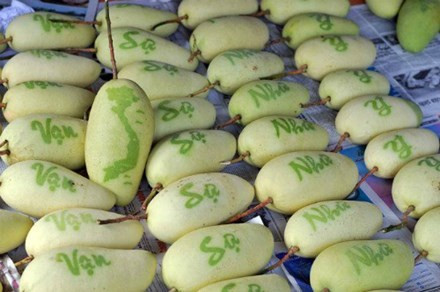 Loại xoài này không hề sử dụng hóa chất và có giá khá “chát”, từ 300.000 đồng - 500.000 đồng/quả. Ảnh: Doisongvietnam.