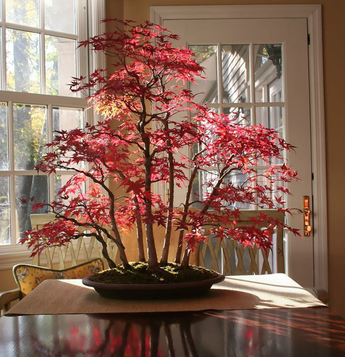 Chậu bonsai phong lá đỏ đẹp rực rỡ khiến ai nhìn cũng ngất ngây.