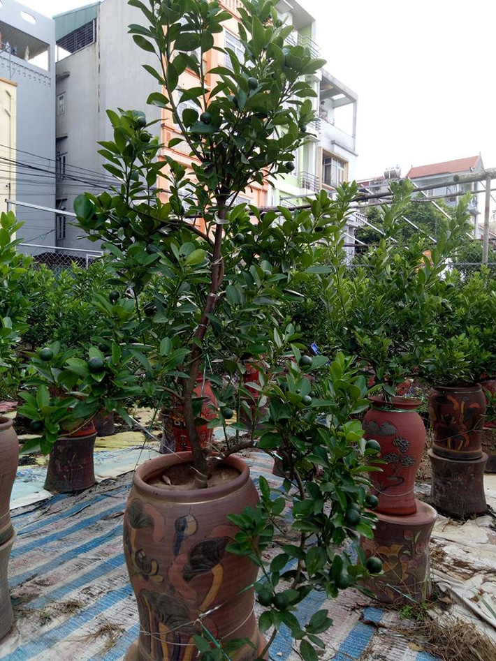 Quất cảnh Tứ Liên nổi tiếng với quất thế, quất để bàn, quất tự nhiên… Trong đó vài năm trở lại đây, quất thế được nhân rộng, chú trọng bởi giá trị kinh tế cao mang lại.