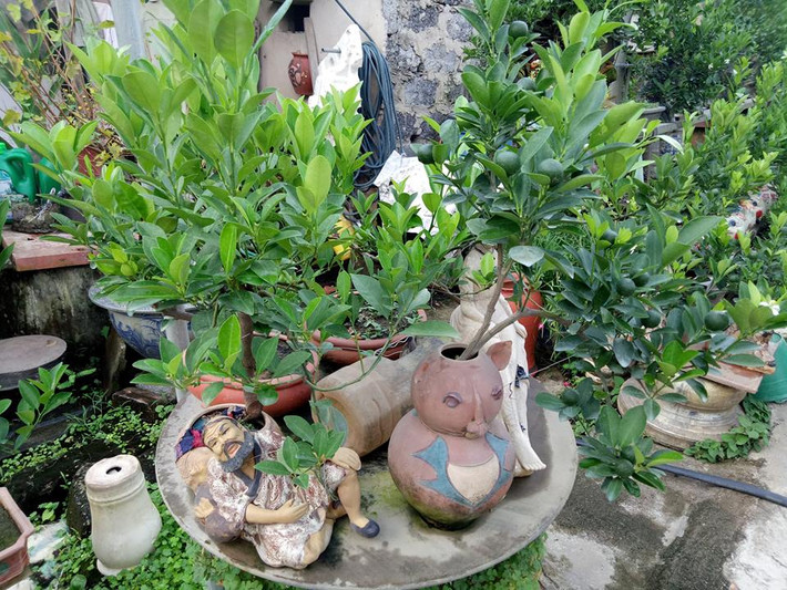Cây quất bonsai đặc biệt phù hợp trang trí ở những căn hộ có diện tích nhỏ, nhà chung cư cao tầng bởi hình dáng nhỏ gọn, dễ vận chuyển.