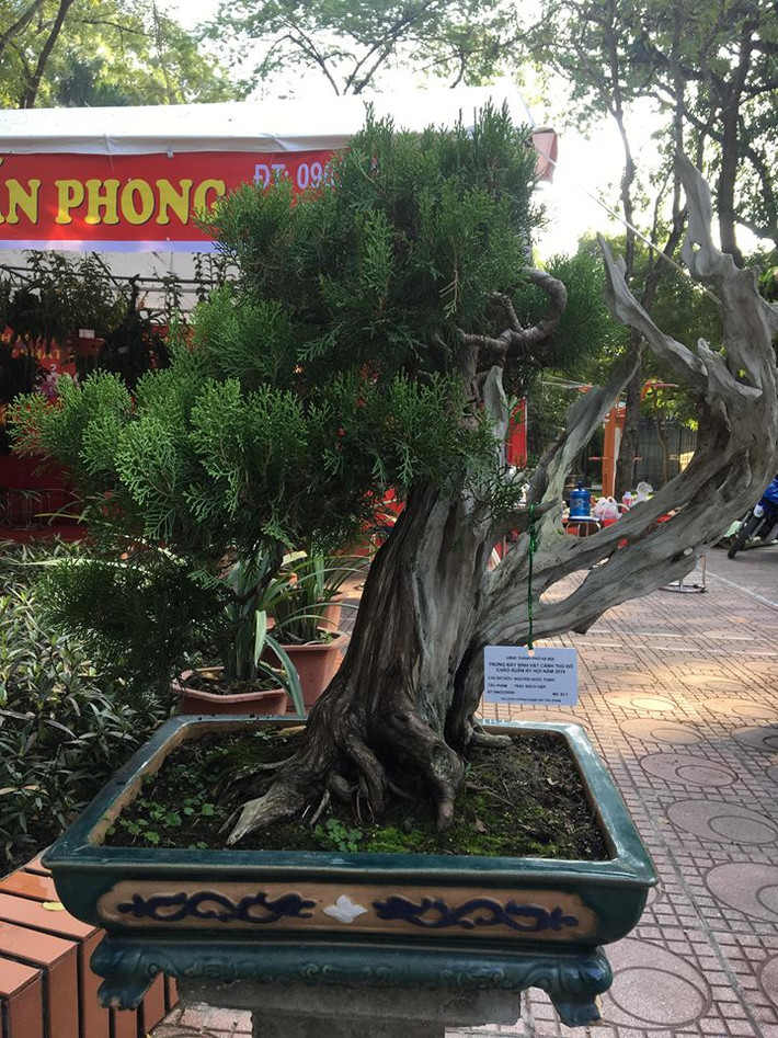 Cây bonsai sảnh trác bách diệp của chủ nhân Nguyễn Quốc Thịnh ở Hà Nội là một trong số đó. Có thể thấy từ gốc đến hầu hết thân cây đều khô khốc, thoạt nhìn tưởng chừng không thể sống được nhưng cây vẫn ra lá xanh tốt chỉ từ một nhánh nhỏ.