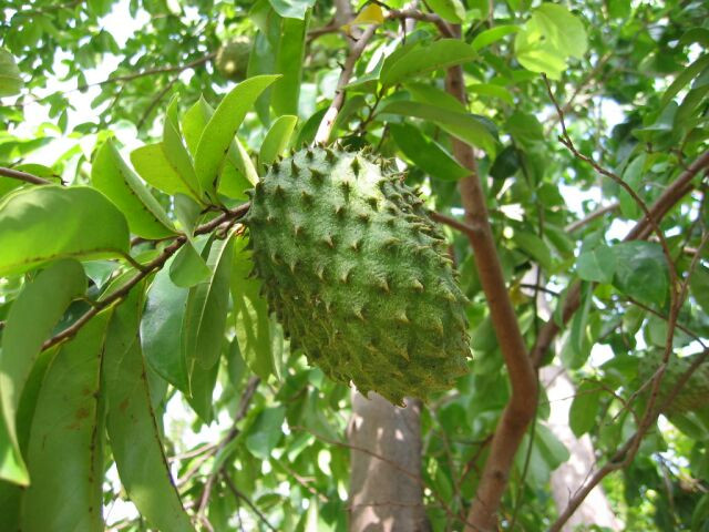 Ông Phải đã tìm ra bí quyết để thụ phấn cho cây mãng cầu ra trái nhiều và quanh năm nên vườn mãng cầu của ông cho năng suất khá cao. Ảnh: Cotenordmag.