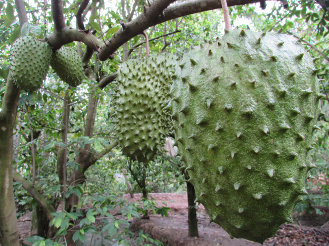 Những trái mãng cầu xiêm xanh mướt lúc lỉu trên cành. Ảnh: Baovinhlong.