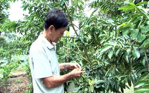 Nếu như người trồng mãng cầu xiêm chỉ quen ghép nhánh mãng cầu xiêm trên gốc bình bát thì ông Phải lại ươm hẳn hạt mãng cầu xiêm cho lên cây rồi đem trồng. Ảnh: Baovinhlong.
