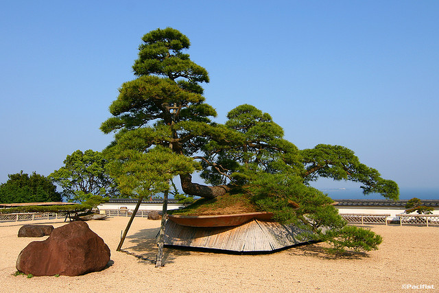 Với tuổi đời 600 năm, bonsai thông đỏ ở Atami, Nhật Bản không chỉ là một trong những cây bonsai thọ nhất thế giới mà còn được cho là cây bonsai lớn nhất với chiều cao 4,9m và 9,1m chiều rộng.