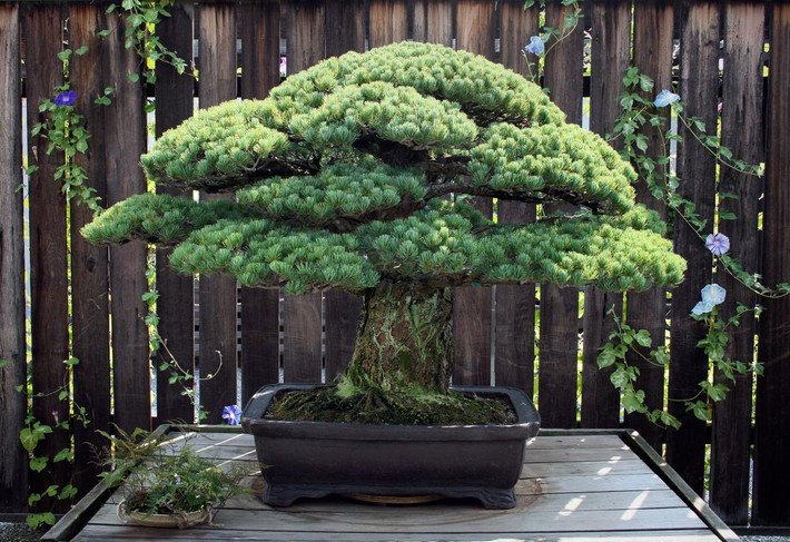 Cây thông bonsai có tên Yamaki Pine có niên đại 392 năm được đặt tại vườn thực vật quốc gia Mỹ.