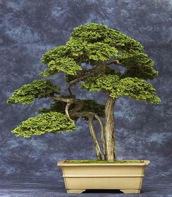 Những chậu bách bonsai Cambridge, Massachusetts, Mỹ có tuổi đời từ 150 – 275 năm và là được xem là những cây bonsai lâu đời nhất đang tồn tại ở quốc gia này. Nguồn ảnh: Oldest.