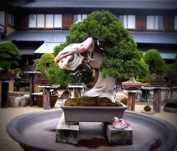 Hai chậu cây bonsai tại bảo tàng Shunkaen Bonsai Musuem có tuổi thọ ước tính trên 800 năm.