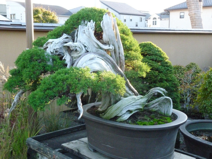 Cây tùng bonsai này có tuổi đời trên 1.000 và đang được đặt tại vườn bonsai Mansei-en (Nhật Bản).