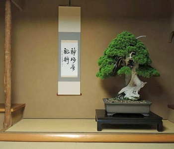 Được biết, bảo tàng Shunkaen Bonsai Musuem được thành lập năm 2002 bởi ông Kunio Kobayashi - một trong những nghệ nhân bonsai nổi tiếng nhất trên thế giới.