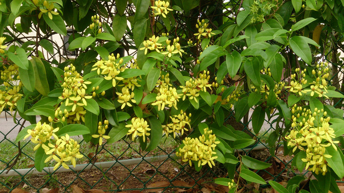 Mai hoàng yến không những dễ trồng mà còn sinh trưởng, phát triển tốt, phù hợp với khí hậu Việt Nam. Ảnh: Wikimedia.