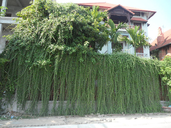 Cúc tần Ấn Độ cũng được trồng rất phổ biến tại Việt Nam. Loài cây trang trí nhà này thường được trồng từ trên mái sân thượng hoặc trên bờ tường rủ xuống nhìn như một tấm màn màu xanh mướt rất đẹp. Ảnh: Chohoaviet.